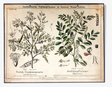 Educational Poster 1877 Indigo Plant   Src Https, HD Png Download, Transparent PNG